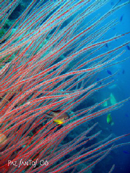 Colorful whip corals swaying with the current by Paz Maria De Vera-Santos 
